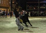toros