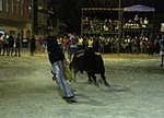 toros