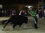 toros