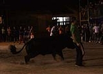 toros
