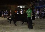 toros