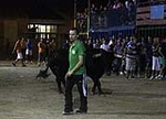 toros