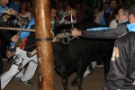 toros