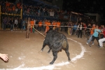toros