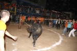 toros