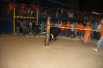 toros