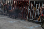 El rápido encierro de toros de Domecq se salda con un herido