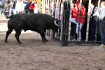 La Llosa cierra las exhibiciones taurinas sin incidentes
