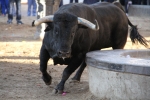 La Llosa cierra las exhibiciones taurinas sin incidentes
