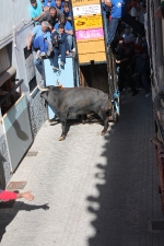 Toros en las calles Zeneta y Xilxes de la Vall d'Uixó