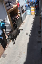 Toros en las calles Zeneta y Xilxes de la Vall d'Uixó