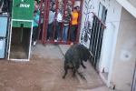 Toros en las calles Zeneta y Xilxes de la Vall d'Uixó