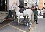 La Guardia Civil incorpora un escuadrón de caballería para vigilar los campos