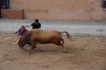 Arrancan las exhibiciones taurinas de las fiestas de Sant Pasqual 2013