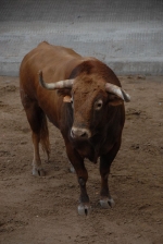 Arrancan las exhibiciones taurinas de las fiestas de Sant Pasqual 2013