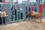 Arrancan las exhibiciones taurinas de las fiestas de Sant Pasqual 2013