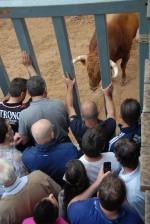 Arrancan las exhibiciones taurinas de las fiestas de Sant Pasqual 2013