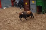 Arrancan las exhibiciones taurinas de las fiestas de Sant Pasqual 2013