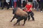 Arrancan las exhibiciones taurinas de las fiestas de Sant Pasqual 2013