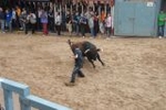 Arrancan las exhibiciones taurinas de las fiestas de Sant Pasqual 2013