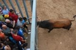 Arrancan las exhibiciones taurinas de las fiestas de Sant Pasqual 2013
