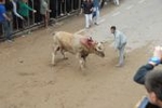 Vila-real exhibe toros de Domecq y Torrealta