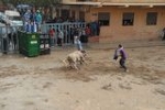 Vila-real exhibe toros de Domecq y Torrealta