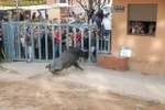 Vila-real cerró las exhibiciones taurinas sin incidentes
