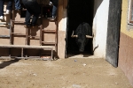 Almassora pone el punto y final a las exhibiciones taurinas