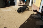 Almassora pone el punto y final a las exhibiciones taurinas