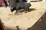 Almassora pone el punto y final a las exhibiciones taurinas