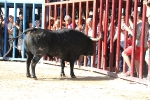 Almassora pone el punto y final a las exhibiciones taurinas