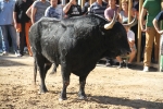 Almassora pone el punto y final a las exhibiciones taurinas