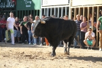 Almassora pone el punto y final a las exhibiciones taurinas