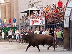 Burriana exhibirá 20 toros cerriles en la Misericòrdia y traslada las paellas al mediodía y al centro del casco urbano