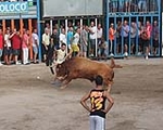 Lleno total en Moncofa para los primeros toros cerriles