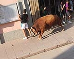 Lleno total en Moncofa para los primeros toros cerriles