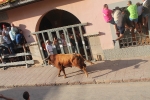 Lleno total en Moncofa para los primeros toros cerriles