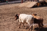 Enrique Merino obtiene 127 puntos en el concurso de ganaderías de la Vall