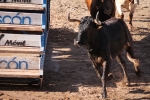 Enrique Merino obtiene 127 puntos en el concurso de ganaderías de la Vall