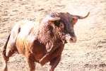 Enrique Merino obtiene 127 puntos en el concurso de ganaderías de la Vall