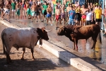 Enrique Merino obtiene 127 puntos en el concurso de ganaderías de la Vall
