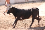 Enrique Merino obtiene 127 puntos en el concurso de ganaderías de la Vall