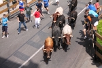 Los aficionados taurinos disfrutan con el encierro de Dani Machancoses