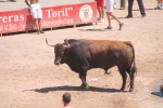 Concurrido primer encierro de toros cerriles y gran actuación de Hermanos Marcén