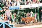 Hermanos Marcén gana el concurso de ganadería de les Penyes en Festes