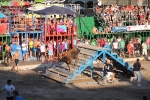 Hermanos Marcén gana el concurso de ganadería de les Penyes en Festes