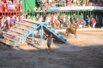 Hermanos Marcén gana el concurso de ganadería de les Penyes en Festes
