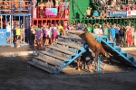 Hermanos Marcén gana el concurso de ganadería de les Penyes en Festes