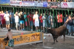 Hermanos Marcén gana el concurso de ganadería de les Penyes en Festes